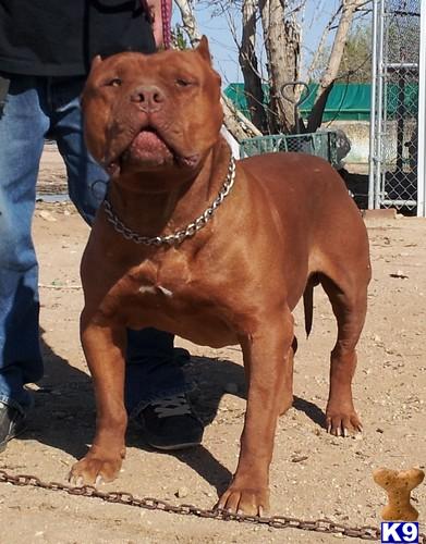 Golden Pits Picture 1